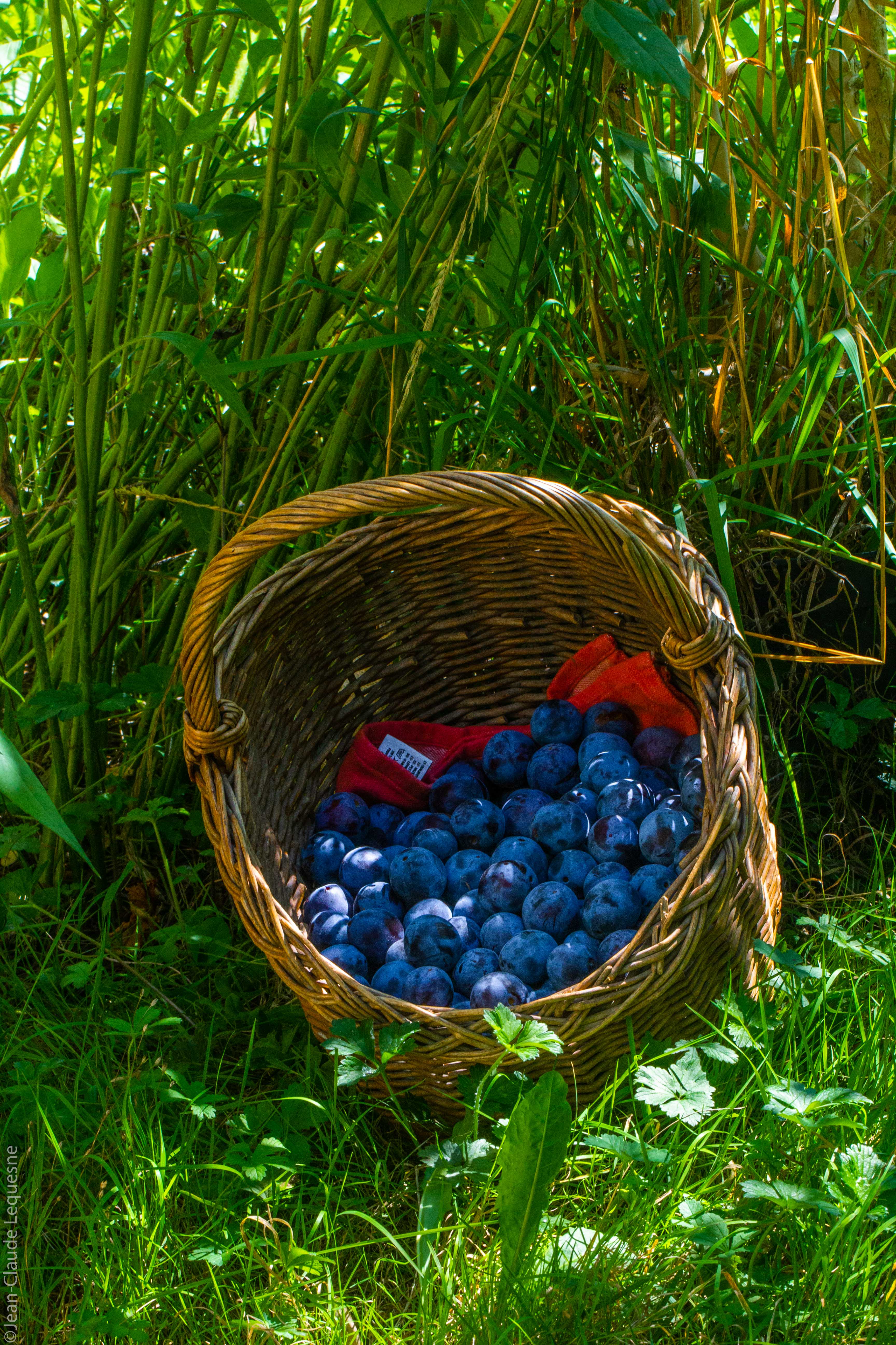 Prune bleue de Bajamont